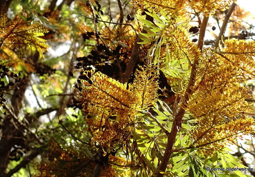 19-02-27-san nicolas-018