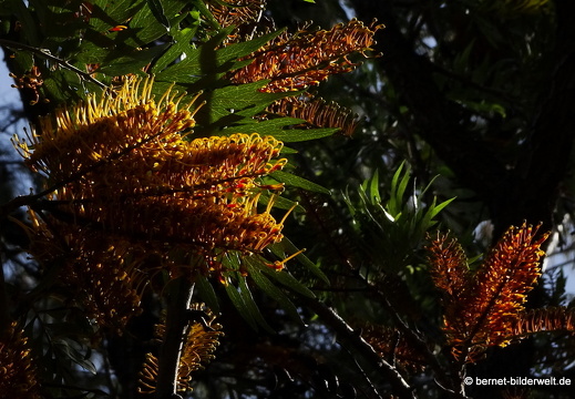 19-02-27-san nicolas-080