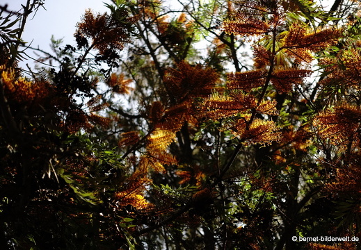 19-02-27-san nicolas-081