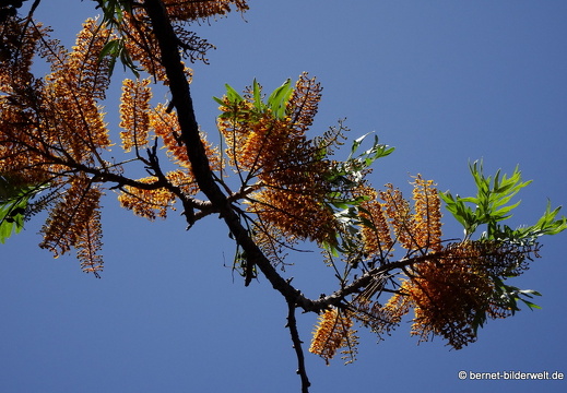 19-02-27-san nicolas-085