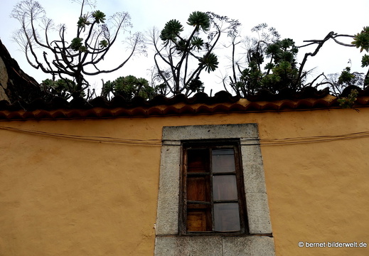 Tejeda, San Mateo ua 2019 