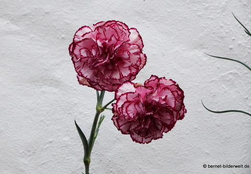 19-02-03-san mateo-165