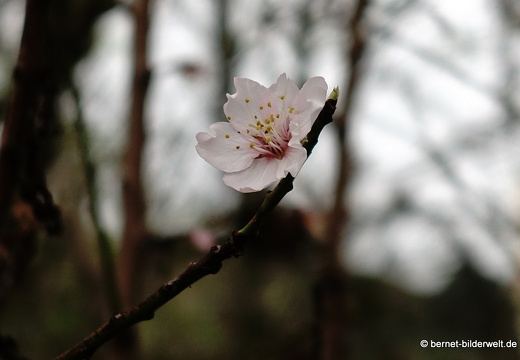 19-02-03-san mateo-235