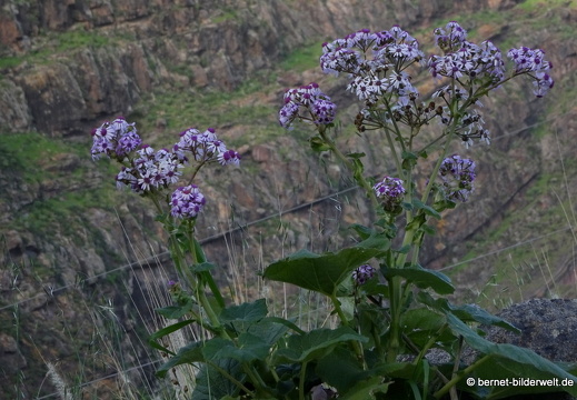 19-02-23-los berrazales-el valle-021