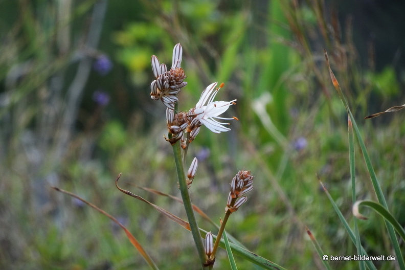 19-02-23-los berrazales-el valle-023.JPG