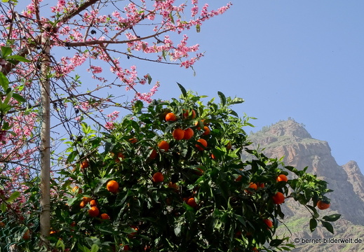 19-02-23-los berrazales-el valle-029