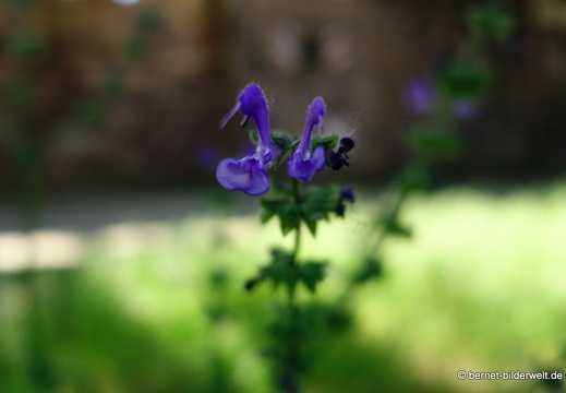 19-06-03-nuernberg-stadtmauer-045
