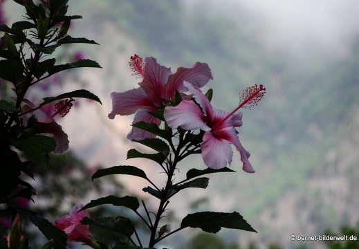 19-11-06-el paso-hibiscus-002