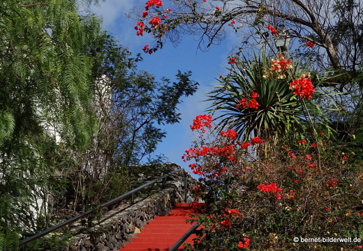 19-11-07-calle taburiente-la palma jardin-005