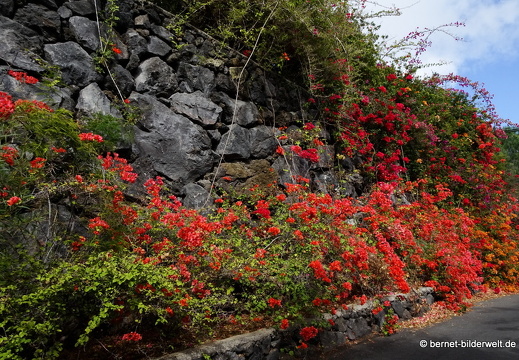 19-11-07-calle taburiente-la palma jardin-020