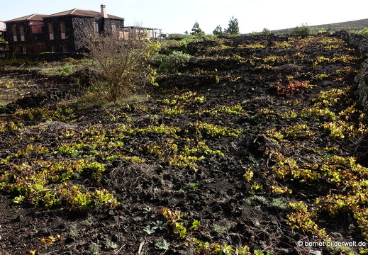 19-11-21-fuentcaliente-008