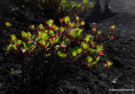 19-11-21-fuentcaliente-050