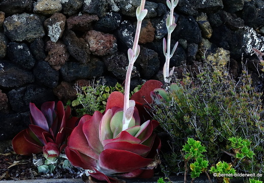 19-11-29-las manchas-130