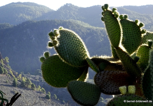 19-11-29-las manchas-plaza de la glorieta-020