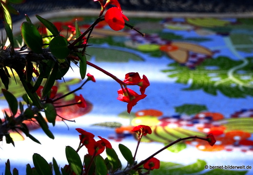 19-11-29-las manchas-plaza de la glorieta-038