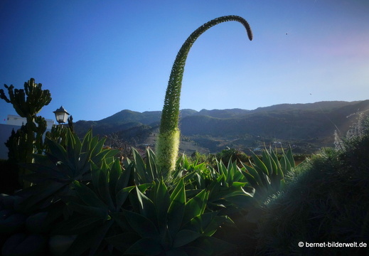 19-11-29-las manchas-plaza de la glorieta-058