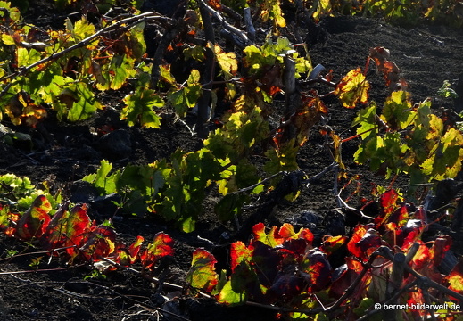 19-11-29-las manchas-weinreben-011