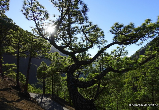 19-11-26-np-caldera de la taburiente-055