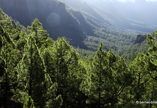 19-11-26-np-caldera de la taburiente-084