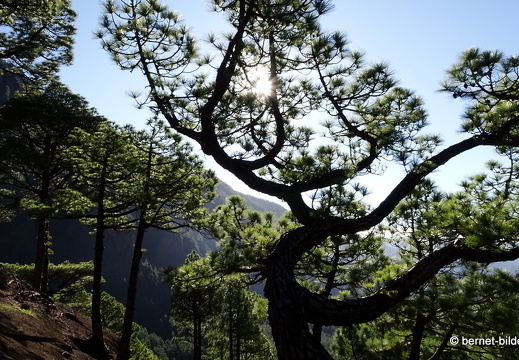 19-11-26-np-caldera de la taburiente-107