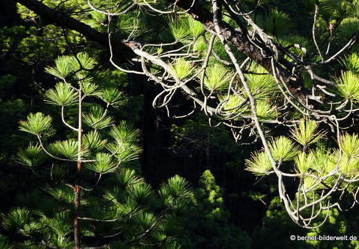 19-11-26-np-caldera de la taburiente-115