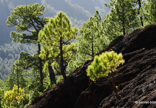 19-11-26-np-caldera de la taburiente-117
