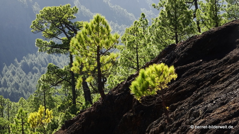 19-11-26-np-caldera de la taburiente-117.jpg