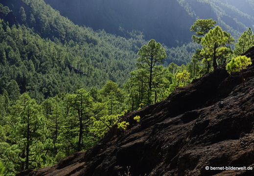 19-11-26-np-caldera de la taburiente-124