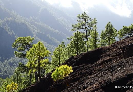 19-11-26-np-caldera de la taburiente-127
