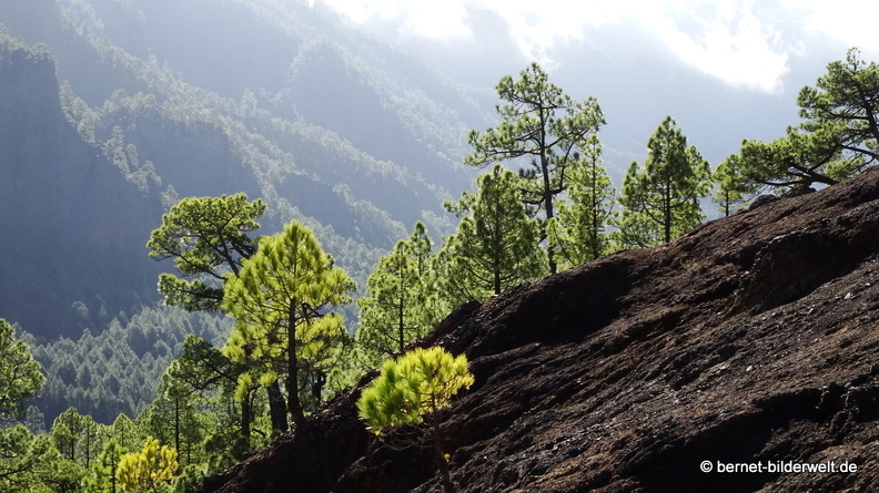 19-11-26-np-caldera de la taburiente-127.jpg