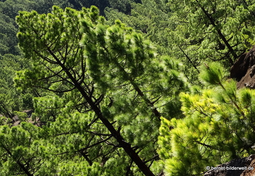 19-11-26-np-caldera de la taburiente-128