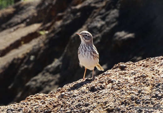 19-11-26-np-caldera de la taburiente-151