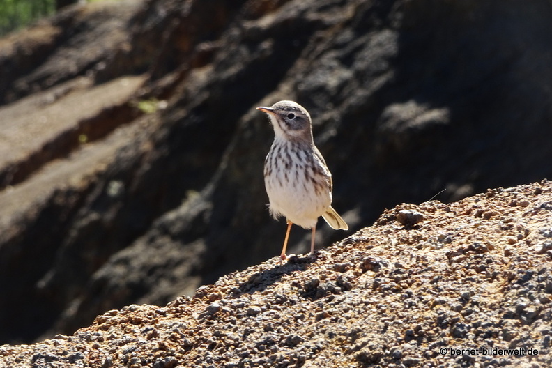 19-11-26-np-caldera de la taburiente-151.jpg