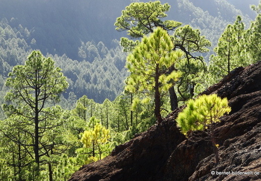 19-11-26-np-caldera de la taburiente-144