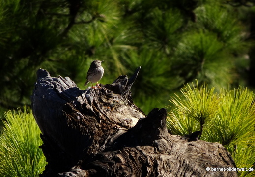 19-11-26-np-caldera de la taburiente-171
