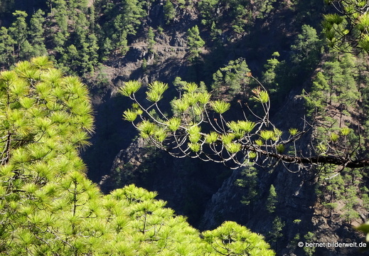 19-11-26-np-caldera de la taburiente-264