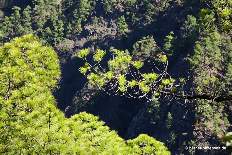 19-11-26-np-caldera de la taburiente-264.jpg