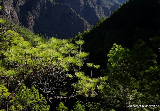 19-11-26-np-caldera de la taburiente-272