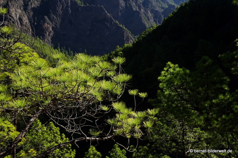 19-11-26-np-caldera de la taburiente-272.jpg