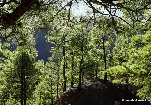 19-11-26-np-lomo de las chozas-016