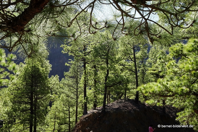 19-11-26-np-lomo de las chozas-016.jpg