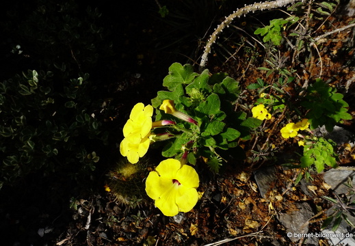 Palmex Cactus Garten