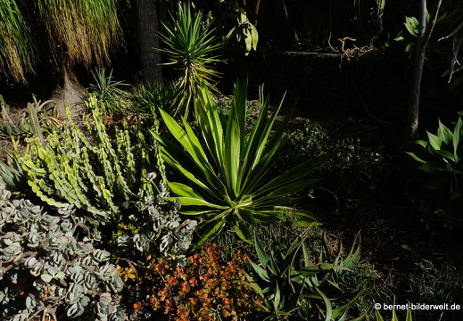 19-11-14-palmex cactus-352