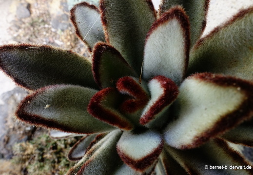 19-11-14-palmex cactus-357