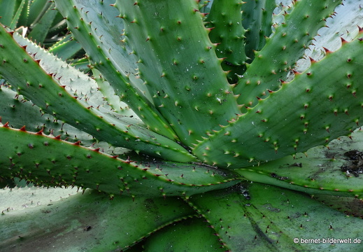19-11-14-palmex cactus-359