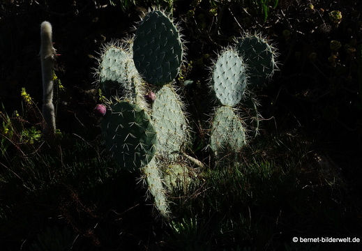 19-11-14-palmex cactus-365