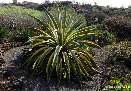19-11-14-palmex cactus-375