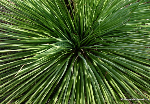 19-11-14-palmex cactus-376
