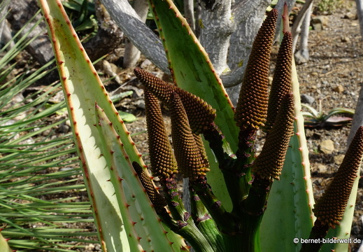 19-11-14-palmex cactus-377
