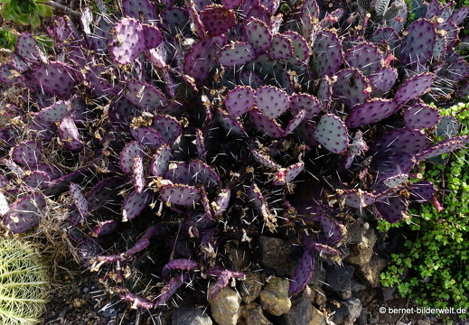 19-11-14-palmex cactus-378